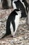Adult chinstrap penguin in profile