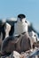 Adult Chinstrap Penguin with two chicks, Antarctic Peninsula