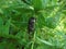 Adult Cicada bug on a green plant