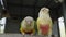 Adult Cinnamon green-cheeked conure or parakeet Pyrrhura molinae close up.