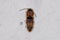Adult Click Beetle