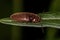 Adult Click Beetle