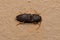 Adult Click Beetle