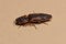 Adult Click Beetle