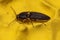 Adult Click Beetle