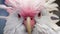 ADULT, CLOSE-UP OF HEAD, PINK COCKATOO OR