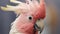 ADULT, CLOSE-UP OF HEAD, PINK COCKATOO OR MAJOR