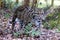 Adult clouded leopard, Neofelis nebulosa, walks through the undergrowth. This cat is endemic to forests from the foothills of the