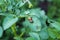 Adult Colorado potato beetle and its larva sits on the leaves of a potato.