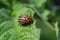 Adult Colorado potato beetle on a potato leaf, close-up