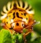 Adult Colorado potato beetle on potato leaves