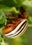 Adult Colorado potato beetle on potato leaves