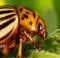 Adult Colorado potato beetle on potato leaves