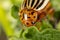 Adult Colorado potato beetle on potato leaves