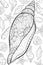 Adult coloring book,page a cute shell image for relaxing.