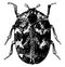 Adult Common Carpet Beetle, vintage illustration