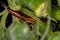 Adult Common Earwig