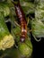 Adult Common Earwig