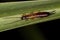 Adult Common Earwig