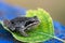 A adult Common European Toad, Bufo bufo sitting on the ground in the garden