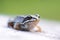 A adult Common European Toad, Bufo bufo sitting on the ground in the garden