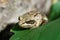 A adult Common European Toad, Bufo bufo sitting on the ground in the garden