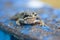 A adult Common European Toad, Bufo bufo sitting on the ground in the garden