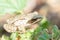 A adult Common European Toad, Bufo bufo sitting on the ground in the garden