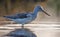 Adult Common greenshank close distance posing deep in bright water