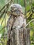 Adult Common Potoo