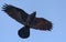 Adult Common Raven hovers in blue sky with stretched wings and tail