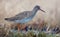 Adult Common Redshank close neat shot in grassy fields near a waterpond