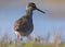 Adult Common Redshank posing near a water bank