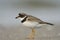 Adult Common Ringed Plover