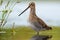 Adult Common snipe great full height posing in shallow water of small pond