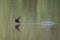 An adult Common swift Apus apus flying in high speed to the lake to drink water.