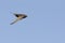 An adult Common swift Apus apus taking off to the sky in high speed.