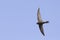 An adult Common swift Apus apus taking off to the sky in high speed.