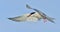 Adult common tern in flight on the blue sky background. Blue Sky background