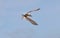 Adult common tern with open beak in flight in sunset light on the blue sky background.