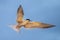 Adult common tern with open beak in flight in sunset light on the blue sky background.