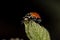 Adult Convergent Lady Beetle