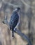 Adult Cooper\\\'s Hawk Beak Wide Open and Trying to Cough Up Pellet 6 - Accipiter cooperii