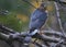 Adult Cooper`s Hawk With Brilliant Orange Eyes - Horizontal - Accipiter cooperii