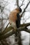 Adult Cooper`s Hawk Looking Down Sideways - Accipiter cooperii