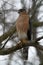 Adult Cooper`s Hawk Looking to Left - Accipiter cooperii