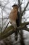 Adult Cooper`s Hawk Looking to Left II- Accipiter cooperii