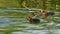 Adult Coot feeding chicks.