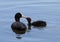 Adult coot feeding young