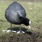 An adult Coot (Fulica atra) feeding.